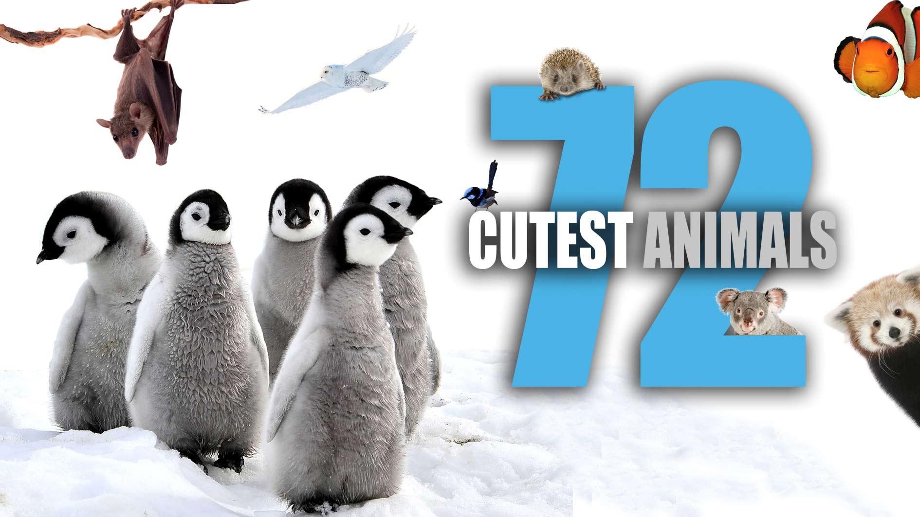 72-cutest-animals.jpg