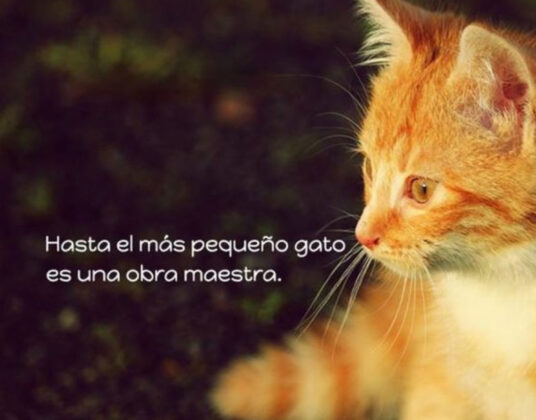 Frases bonitas de gatos para tus estados de WhatsApp o Instagram