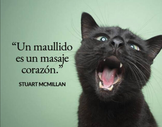 Frases bonitas de gatos para tus estados de WhatsApp o Instagram