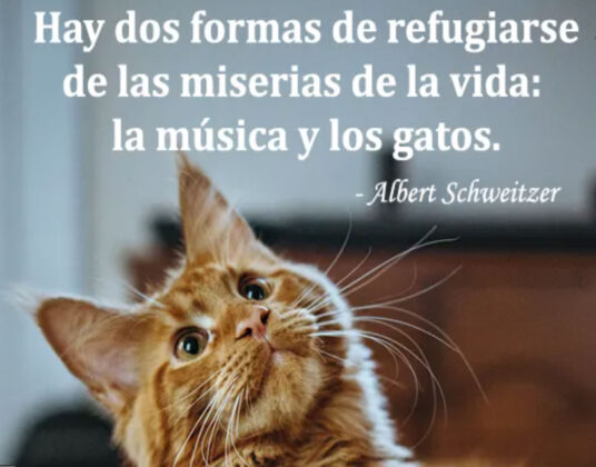 Frases bonitas de gatos para tus estados de WhatsApp o Instagram