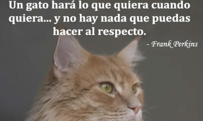 Frases bonitas de gatos para tus estados de WhatsApp o Instagram