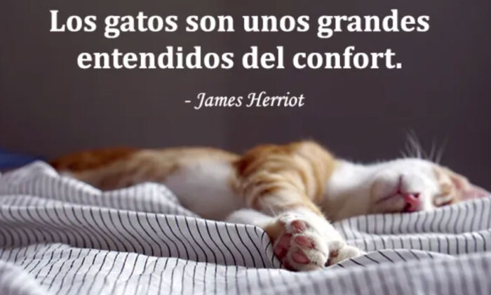 Frases bonitas de gatos para tus estados de WhatsApp o Instagram