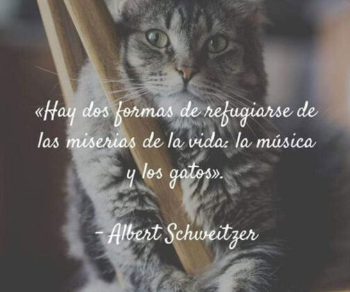 Frases bonitas de gatos para tus estados de WhatsApp o Instagram